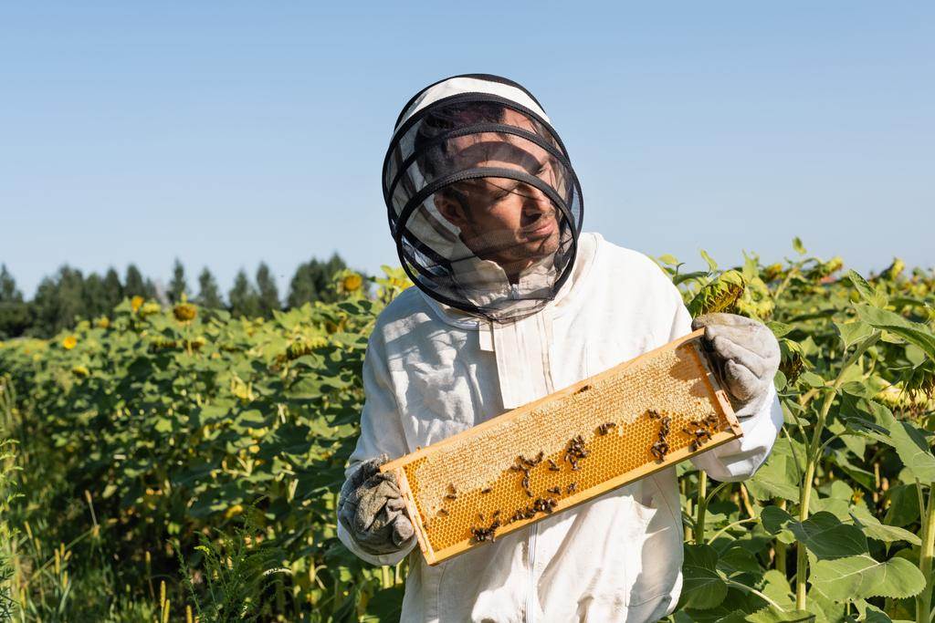 De ce albinele sunt EROII planetei noastre